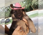 Small Photo #3 German Shepherd Dog Puppy For Sale in LIVE OAK, FL, USA