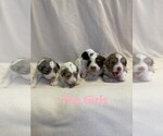 Small Photo #5 Aussie-Poo Puppy For Sale in REEDS SPRING, MO, USA