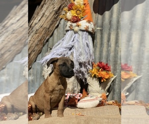 Bullmastiff Puppy for sale in BELLVILLE, TX, USA