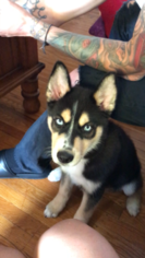 Pomsky Puppy for sale in PHILADELPHIA, PA, USA
