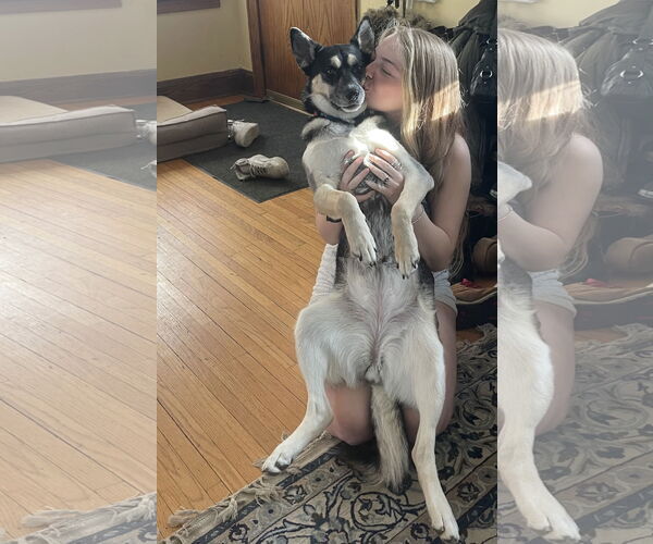 Medium Photo #8 Huskies -Unknown Mix Puppy For Sale in Minneapolis, MN, USA