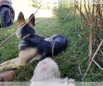 Small Photo #7 German Shepherd Dog Puppy For Sale in WILLIAMSBURG, CO, USA