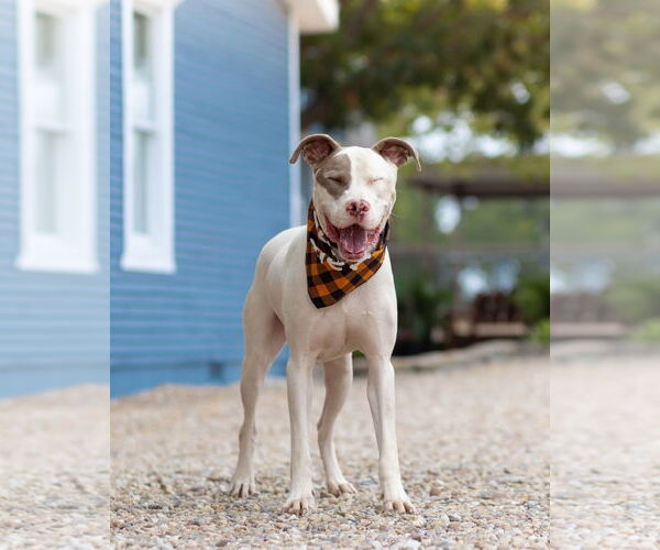 Medium Photo #2 American Pit Bull Terrier Puppy For Sale in Denton, TX, USA