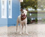 Small #1 American Pit Bull Terrier