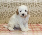 Small #3 Miniature Bernedoodle