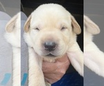 Small Labrador Retriever