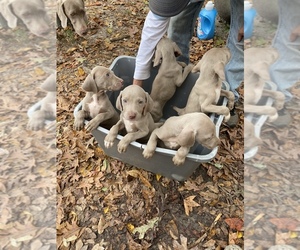 Unknown-Weimaraner Mix Puppy for sale in CONYERS, GA, USA