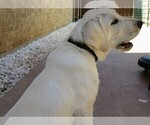 Small Photo #11 Labrador Retriever Puppy For Sale in PLANO, TX, USA