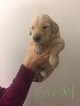 Puppy 0 Goldendoodle-Unknown Mix