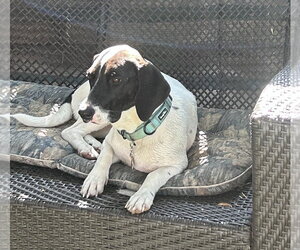 Pickle (Sacramento) - Female Basset Hound-Unknown Mix Dog for Adoption - Photo #12