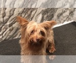 Small #6 Yorkshire Terrier
