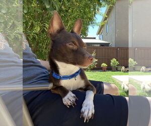 Mutt Dogs for adoption in Davis, CA, USA