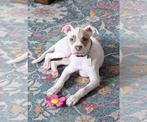 American Pit Bull Terrier-Unknown Mix Dogs for adoption in Raleigh, NC, USA