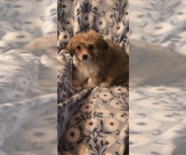 Medium Photo #11 Maltese-Maltipom Mix Puppy For Sale in HUDSON, MA, USA