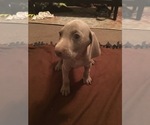Small Photo #2 Weimaraner Puppy For Sale in MIDDLEBURG, PA, USA