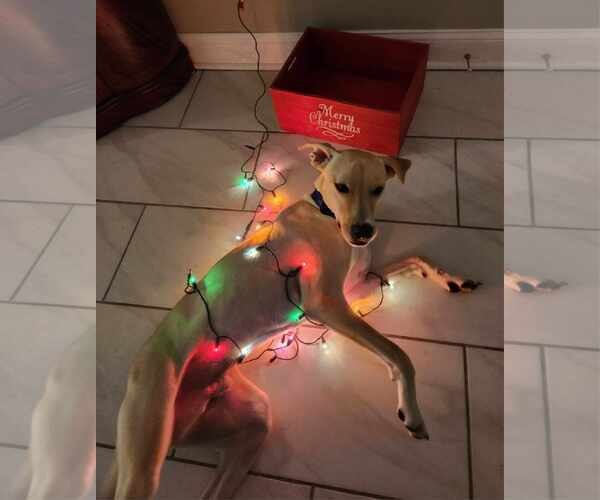 Medium Photo #15 Labrador Retriever-Unknown Mix Puppy For Sale in Mount Pleasant, SC, USA