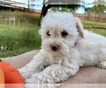 Puppy Tootsie Poodle (Miniature)