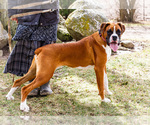 Small #9 Boxer