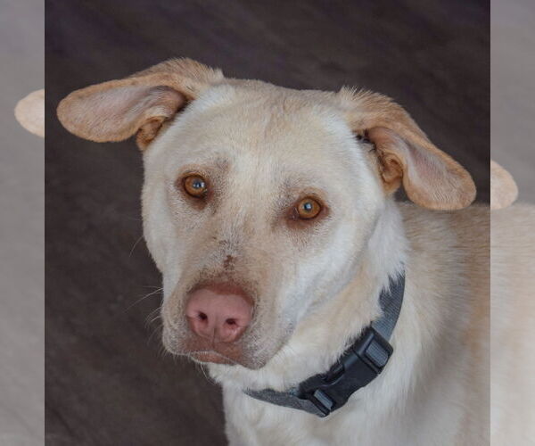 Medium Photo #5 Mutt Puppy For Sale in Huntley, IL, USA