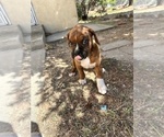 Small Photo #3 Boxer Puppy For Sale in ESPANOLA, NM, USA