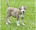 Small #5 Catahoula Leopard Dog
