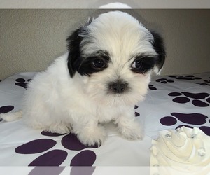 Shih-Poo Puppy for sale in BARSTOW, CA, USA