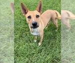 Small #1 German Shepherd Dog Mix