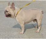 Small Photo #1 French Bulldog Puppy For Sale in NEWMANSTOWN, PA, USA