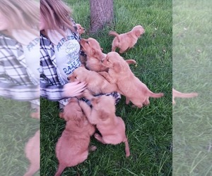 Golden Retriever Puppy for Sale in EAST SPARTA, Ohio USA