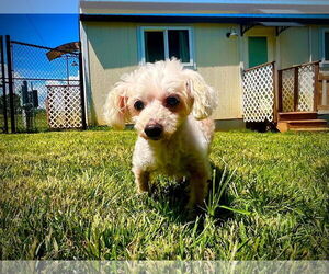 Poodle (Miniature)-Unknown Mix Dogs for adoption in Pacolet, SC, USA