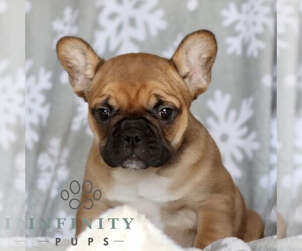 Medium Photo #2 French Bulldog Puppy For Sale in RONKS, PA, USA