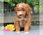 Small Photo #5 Goldendoodle-Poodle (Miniature) Mix Puppy For Sale in EAST EARL, PA, USA