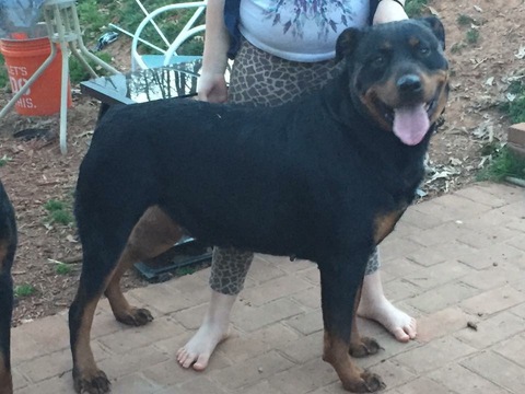 Medium Photo #1 Rottweiler Puppy For Sale in LYNCHBURG, VA, USA