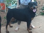 Small Photo #1 Rottweiler Puppy For Sale in LYNCHBURG, VA, USA