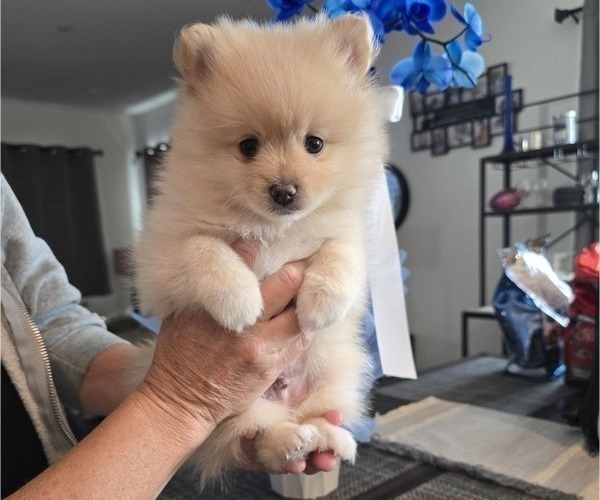 Medium Photo #1 Pomeranian Puppy For Sale in MENIFEE, CA, USA