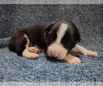 Small Photo #123 Border Collie Puppy For Sale in NORBORNE, MO, USA