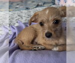 Small #1 Chihuahua Mix