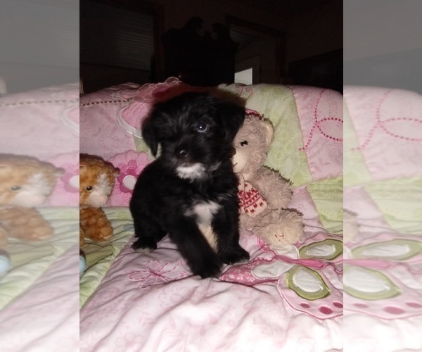 Medium Photo #6 Chorkie Puppy For Sale in KANNAPOLIS, NC, USA