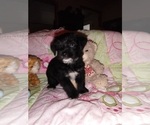 Small Photo #6 Chorkie Puppy For Sale in KANNAPOLIS, NC, USA