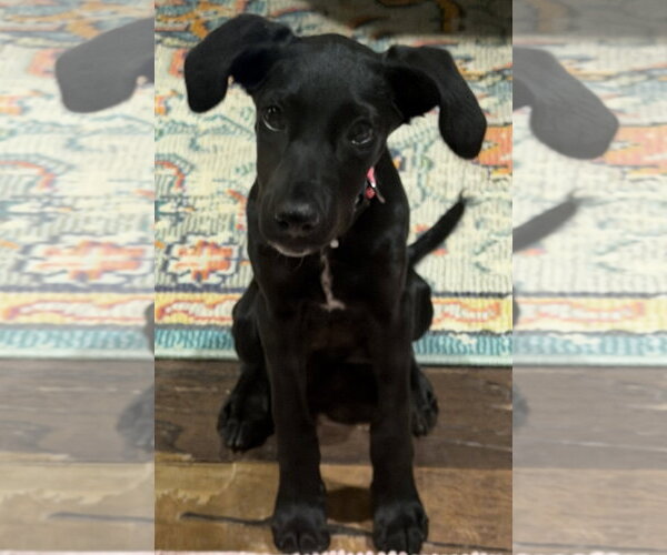 Medium Photo #3 Labrador Retriever-Unknown Mix Puppy For Sale in The Woodlands, TX, USA