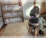 Small Photo #20 German Shepherd Dog Puppy For Sale in UNIVERSITY PL, WA, USA