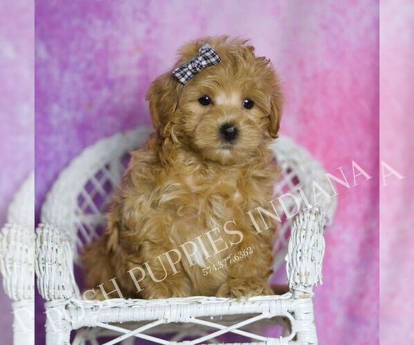 Medium Photo #115 Maltipoo (Miniature) Puppy For Sale in WARSAW, IN, USA
