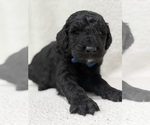 Small #1 Goldendoodle