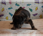 Small Photo #2 French Bulldog Puppy For Sale in WISC RAPIDS, WI, USA