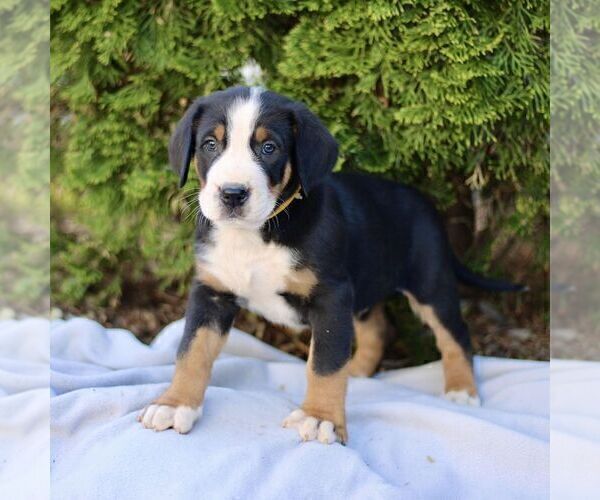 Medium Photo #3 Greater Swiss Mountain Dog Puppy For Sale in RONKS, PA, USA