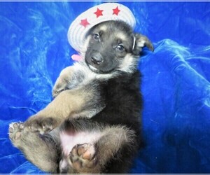 German Shepherd Dog Puppy for sale in HARTVILLE, MO, USA