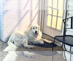 Small #15 Great Pyrenees