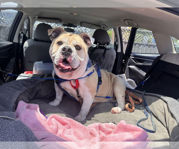 Medium Photo #2 Bulldog-Unknown Mix Puppy For Sale in San Jose, CA, USA