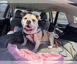 Small #1 Bulldog Mix