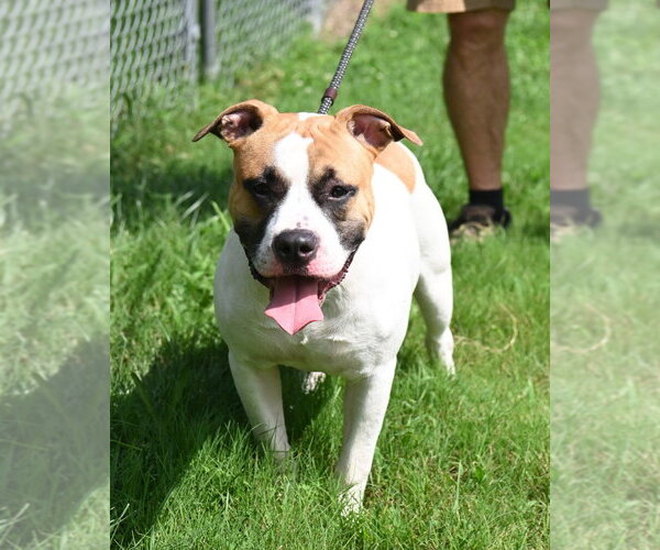 Medium Photo #4 Mutt Puppy For Sale in Glen Allen, VA, USA